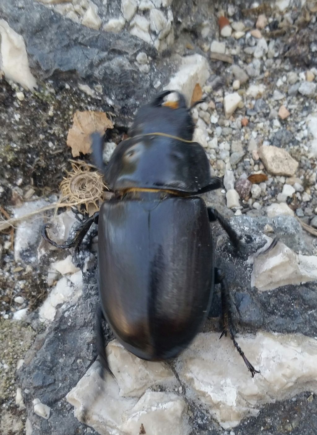 Lucanidae: Lucanus tetraodon, femmina